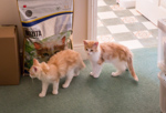 Kittens Arrival July 2013
