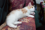 Kittens Arrival July 2013