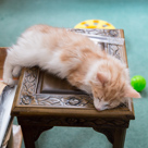 Kittens July-August 2013