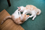 Kittens July-August 2013