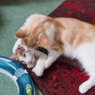 Kittens September 2013