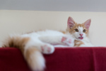 Kittens September 2013